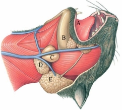 Identify the parotid gland in the figure.   A)  A B)  B C)  C D)  D E)  E