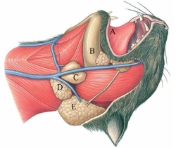 Identify the submandibular gland in the figure.   A)  A B)  B C)  C D)  D E)  E