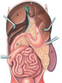 Identify the gallbladder in the following figure.   A)  A B)  B C)  C D)  D E)  E