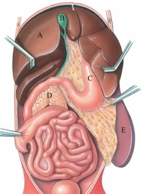 Identify the gallbladder in the following figure.   A)  A B)  B C)  C D)  D E)  E