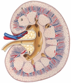 Identify the renal pelvis in the following figure.   A)  A B)  B C)  C D)  D