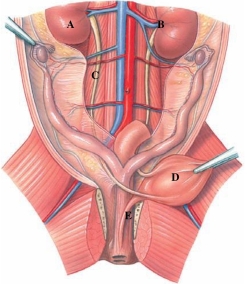 Identify the ureters in the following figure.   A)  A B)  B C)  C D)  D E)  E