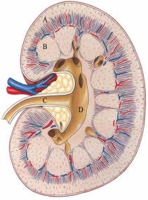 Identify the renal cortex in the following figure.   A)  A B)  B C)  C D)  D