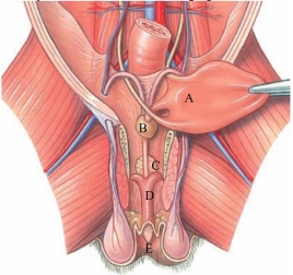Identify the scrotum in the following figure.   A)  A B)  B C)  C D)  D E)  E