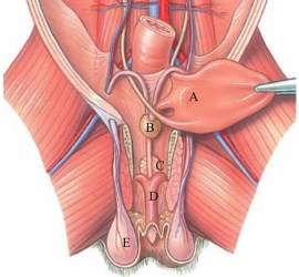 Identify the prostate gland in the following figure.   A)  A B)  B C)  C D)  D E)  E