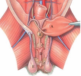 Identify the bulbourethral gland in the following figure.   A)  A B)  B C)  C D)  D E)  E