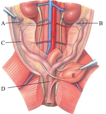 Identify the ovary in the following figure.   A)  A B)  B C)  C D)  D E)  E