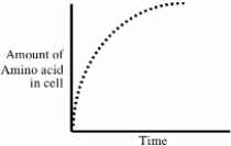 An experiment is done to measure the uptake of an amino acid into a cell.The following data are obtained:   If Na<sup>+</sup> is removed from the extracellular bathing solution,or if a drug is added that prevents the cell from making adenosine triphosphate (ATP) ,the uptake of amino acid into the cell is markedly reduced.According to this information,which of the following mechanisms is probably responsible for the transport of the amino acid into the cell? A) Passive diffusion through the lipid bilayer B) Uniporter C) Transport ATPase D) Na<sup>+</sup> symporter E) Na<sup>+</sup> antiporter