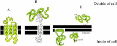 Which of the labeled proteins (shaded)is attached to the membrane by a glycosylphosphatidylinositol (GPI)anchor?  