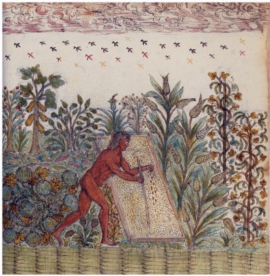The European artist of  Ancient Agriculture  misrepresented native agricultural practices in what way?   A)  The person in the drawing is male,whereas women did the bulk of agricultural work. B)  The person in the drawing is alone,whereas agricultural work was always done in groups. C)  The drawing includes corn,which was not a staple of Native American agriculture. D)  The farmer would not have been sowing new crops while other crops were bearing fruit for harvest.