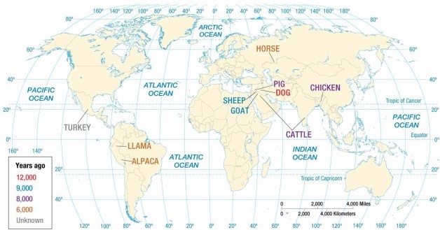   -The map of animal hearths indicates that A)  llamas, alpacas, and turkeys were domesticated in Europe. B)  cattle were domesticated in China. C)  pigs, goats, and sheep were domesticated in the Americas. D)  chickens were domesticated in Europe. E)  horses were domesticated in Asia.