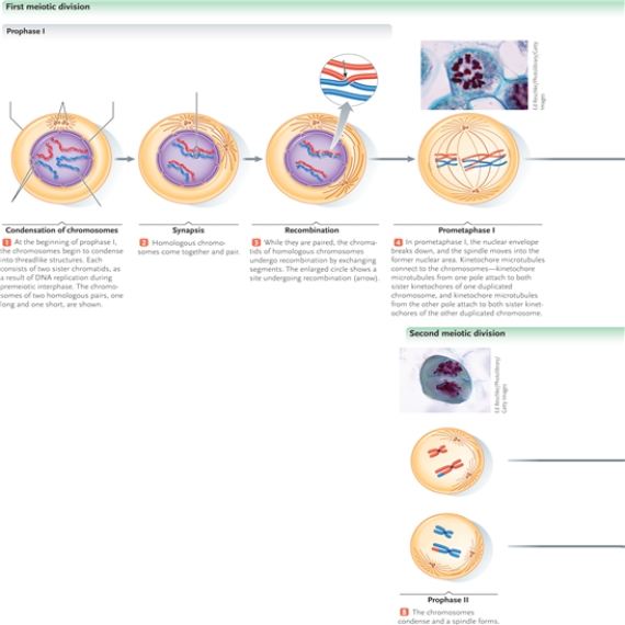 Identify each numbered part of the following illustration.     -spindle microtubules