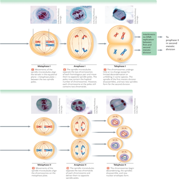 Identify each numbered part of the following illustration.     -spindle microtubules