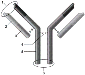   -In the figure, which number indicates the constant region of a light chain? A) 5 B) 4 C) 3 D) 1