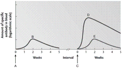  -In the figure, how long could the interval between points A and C be? A) as long as several years B) as long as several months C) as long as several days D) as long as several hours