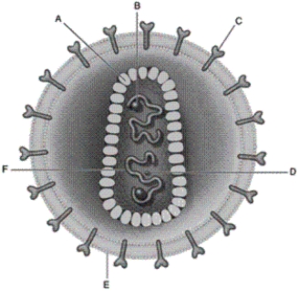 Use the list of terms to identify each labelled part of the illustration of the human immunodeficiency virus (HIV).   -gp120
