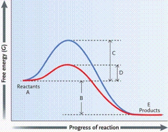   -Which letter on the graph indicates the activation energy when no enzyme is present? A) A B) B C) C D) D