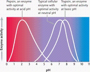   -According to the graph, what is the optimal pH for enzyme 1? A) 2 B) 3 C) 4 D) 5