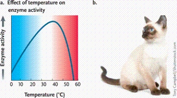  Photomicrograph by Dr. Conly L. Rieder, East Greenbush, New York -In the graph, why does the curve sharply drop after approximately 45°C instead of mirroring the slope of the line going from 0 to 40°C? A) The kinetic energy of the reactants is so great that it destabilizes the enzyme and diminishes the enzyme's activity. B) This is true of all catalysts and is not due to any special features of enzymes. C) The kinetic energy of the reactants is lower than that of the products, thus forcing a change in enzyme activity. D) The enzyme begins to denature above a certain temperature, thus eliminating all catalytic activity of the protein.