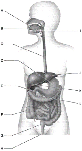 Use the list of terms to identify each lettered item in the diagram of the digestive system.   -small intestines