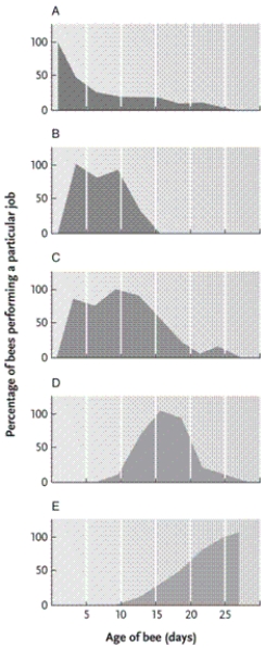   -In the figure, which graph represents the age span of worker bees primarily occupied by feeding the brood? A) graph B B) graph C C) graph D D) graph E
