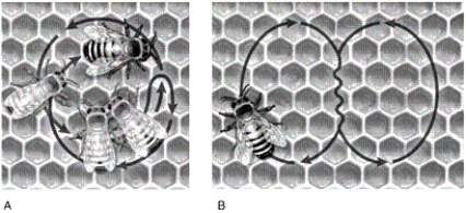   -In the figure, what does the bee do if the food source being communicated about is close to the hive? A) The bee performs the waggle dance, which is image A. B) The bee performs the round dance, which is image A. C) The bee performs the waggle dance, which is image B. D) The bee performs the round dance, which is image B.
