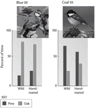   Alexander Erdbeer/Shutterstock.com (left) ; Vetapi/Shutterstock.com (right)  -What does the figure illustrate? A) Habitat preference in Blue Tits is learned but in Coal Tits it is innate. B) Habitat preference in both Blue Tits and Coal Tits is innate. C) Habitat preference in both Blue Tits and Coal Tits is learned. D) Blue Tits instinctively prefer pine trees while Coal Tits instinctively prefer oak trees.
