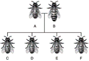   -In the figure, why do bees C and D differ from bees E and F? A) because bees C and D had a different mother than bees E and F B) because bees C and D inherited different alleles form their mother than did bees E and F C) because bees C and D inherited different alleles form their father than did bees E and F D) because bees C and D are haploid drones while bees E and F are diploid female workers