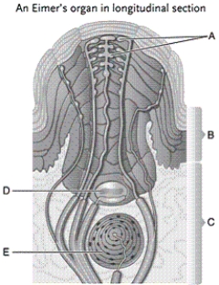 Use the illustration below to answer the following questions.   -Which label on the graph represents the dermis on the Eimer's organ of the star-nosed mole?