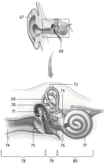   -In the figure, which number identifies the tympanic membrane? A) 4 B) 5 C) 8 D) 10