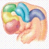 In the illustration, given the shaded region, where would the primary motor area be located if it were activated?   A) in the frontal lobe B) in the cerebellum C) in the temporal lobe D) in the parietal lobe