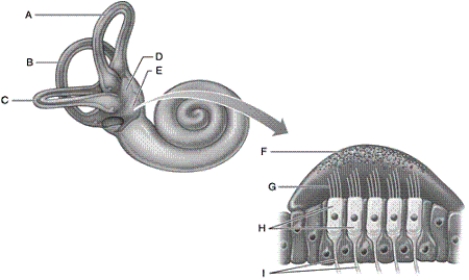 Identify each lettered part of the vestibular apparatus shown.   -lateral semicircular canal