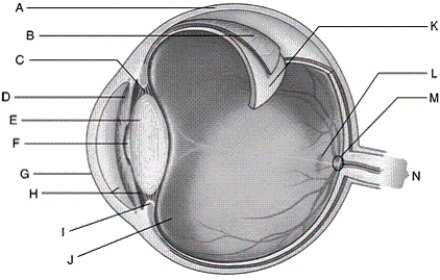 Identify each lettered part of the human eye shown.   -ciliary body