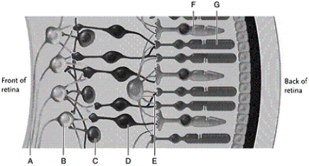 Identify each lettered cell in the human eye shown.   -rod