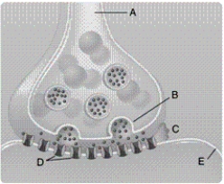   -When comparing electrical synapses and chemical synapses in the figure, what structures are found only in electrical synapses? A) synaptic clefts B) gap junctions C) neurotransmitters D) postsynaptic plasma cell receptors