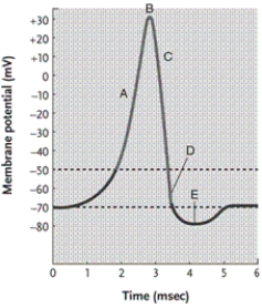   -In the action potential diagram, at what point are many Na<sup>+</sup> activation gates open and K<sup>+</sup> activation gates closed? A) point A B) point B C) point C D) point E