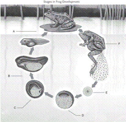Identify each labelled part of the illustration.   -organogenesis