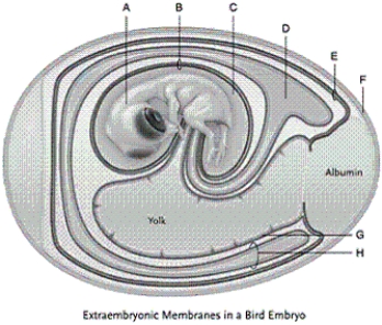 Identify each labelled part of the illustration.   -chorion