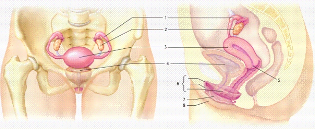   -In the figure, which numbers refer to the structures included in the vulva? A) 5 and 6 only B) 6 and 7 only C) 7 and 8 only D) 5 and 8 only