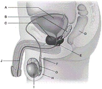 Identify each labelled part of the illustration.   -urethra