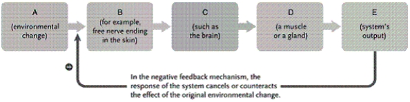   -In the figure, how would you identify negative feedback component D? A) as an integrator B) as an effector C) as a stimulus D) as a response