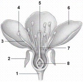   -In the figure, what is item number 3? A) a filament B) a stigma C) an anther D) a receptacle