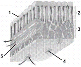   -In the figure, what is item number 4? A) epidermis B) palisade mesophyll C) a stoma D) a vascular bundle
