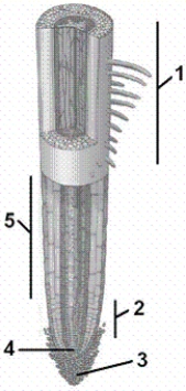   -In the figure, what is item number 4? A) the zone of elongation B) the zone of maturation C) the root cap D) the root apical meristem