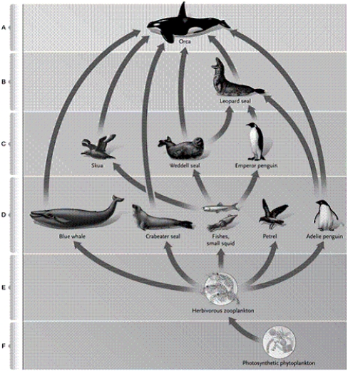 Use the terms in the list to identify each lettered portion of the food web.   -primary producers