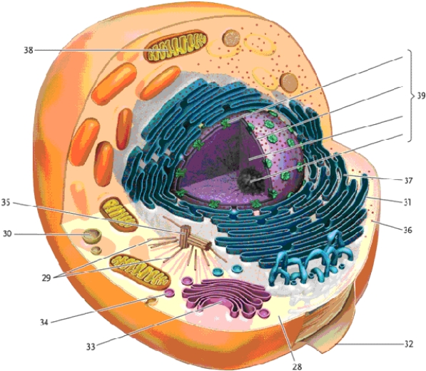 In this drawing of a eukaryotic animal cell, identify the cellular structures indicated.   -attached ribosomes