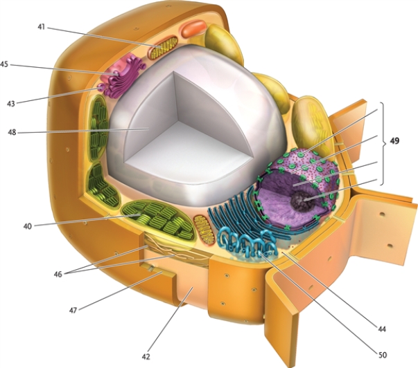 In this drawing of a eukaryotic plant cell, identify the cellular structures indicated.   -chloroplast