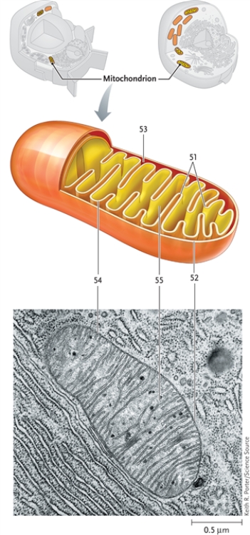In this drawing of a mitochondrion, identify the structures indicated.   -intermembrane compartment