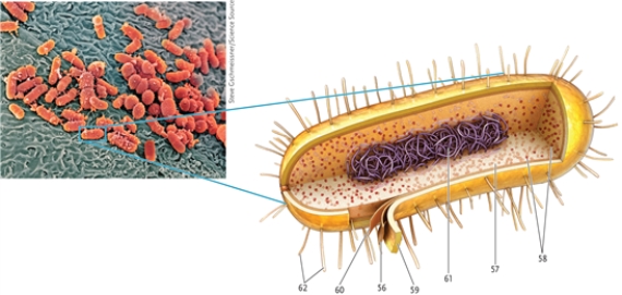 In this drawing of a prokaryotic cell, identify the cellular structures indicated.   -plasma membrane