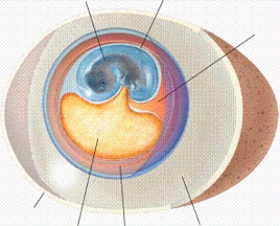   -In the diagram, what is the item labelled number 1? A) the albumin B) the chorion C) the allantois D) the amnion